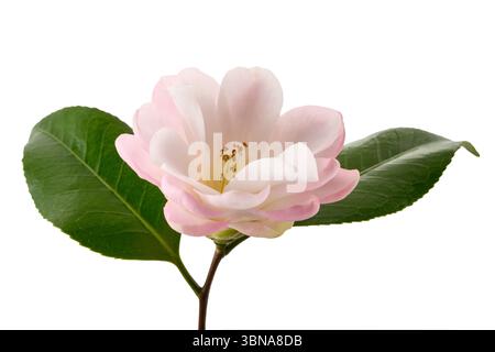 Rosa und weiße Kamelienblume isoliert auf weißem Hintergrund Stockfoto