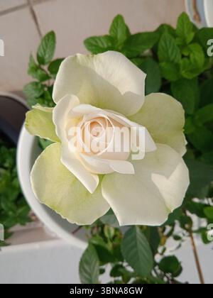 Zypern, Larnaka, Eine einzelne, hellrosa Rose in voller Blüte, eingebettet in einen weißen Topf. Die Blütenblätter der Rose haben eine helle cremefarbene oder cremefarbene Farbe, mit einer dezenten Grüntönung und sind so angeordnet, dass sie ein Gefühl von Tiefe erzeugen. Die Rose wird in der Mitte des Rahmens positioniert, wobei der Topf leicht nach links und der Hintergrund unscharf ist, wodurch der Fokus auf die Rose gelegt wird. Der Topf wird auf einer Oberfläche platziert, die wie eine helle Fliesen- oder Steinoberfläche aussieht. Der Hintergrund umfasst auch einige andere Pflanzen, darunter Minze, in einem weißen Topf. Bildunterschrift in Form eines Künstlerauges und einer phantasievollen Bildunterschrift. Stockfoto