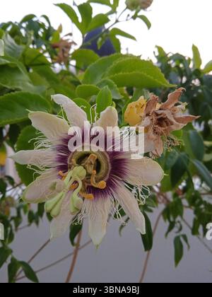 Zypern, Larnaka, Eine Nahaufnahme einer Passionsfrucht-Blume in voller Blüte. Die Blüte hat eine leuchtende lila-weiße Färbung mit einem auffälligen gelben Zentrum. Sie ist von saftig grünen Blättern umgeben, und ein Teil einer zweiten, getrockneten Blume ist rechts sichtbar. Der Hintergrund ist verschwommen, wodurch der Fokus auf die Blume und ihre unmittelbare Umgebung gerichtet wird. Die Blütenblätter der Blüte haben eine helle cremefarbene oder cremefarbene Farbe, und die Mitte ist ein sattes Violett. Der Hintergrund umfasst auch einen Teil einer hellen Wand oder Oberfläche. Bildunterschrift in Form eines Künstlerauges und einer phantasievollen Bildunterschrift. Larnaka, Zypern, ein Juwel an der Küste, reich an Stockfoto