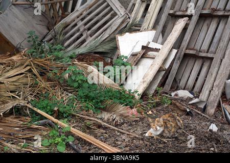 Nikosia (Lefkosia), Zypern, die letzte geteilte Hauptstadt der Welt, liegt Eine kleine, orangene und weiße Katze auf dem Boden inmitten eines Haufens von Trümmern, darunter Holzdielen, alte Türen und andere weggeworfene Materialien. Der Haufen befindet sich auf einem Boden, der von Schmutz und Blättern bedeckt ist, mit einigen grünen Pflanzen und einer Weste. Die Szene wird vor dem Hintergrund einer Mauer oder eines Bauwerks inszeniert, wobei ein Holzzaun oder ein Geländer teilweise sichtbar sind. Der Gesamteindruck ist ein vernachlässigtes oder verworfenes Stockfoto