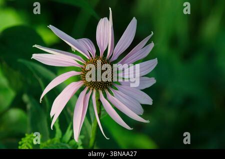 Sonnenhut, Echinacea purpurea Stockfoto
