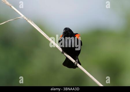 Rotflügel-Blackbird, Agelaius phoeniceus, männliche Berufung Stockfoto
