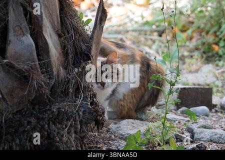 Nikosia (Lefkosia), Zypern, die letzte geteilte Hauptstadt der Welt, ist Eine braune und weiße Katze mit grünen Augen teilweise hinter einem Baumstamm in einem Garten versteckt. Der Körper der Katze ist zur linken Seite des Bildes ausgerichtet, aber ihr Kopf ist zur Kamera gerichtet, wodurch der Eindruck entsteht, dass sie direkt auf den Betrachter blickt. Das Fell der Katze hat eine Mischung aus braunen, weißen und schwarz/dunkelbraunen Flecken. Im Garten gibt es eine Vielzahl von Pflanzen und Felsen, darunter eine kleine grüne Pflanze im Vordergrund und einige Felsen, die verstreut sind. Der Boden ist mit Schmutz und kleinen Steinen bedeckt. Das Auge eines Künstlers Stockfoto