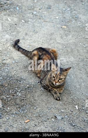Nikosia (Lefkosia), Zypern, die letzte geteilte Hauptstadt der Welt, liegt Eine Tabbykatze mit einer Mischung aus braunem, schwarzem und orangenem Fell auf ihrer Seite auf einem Kiesweg. Der Schwanz der Katze ist angehoben, und sie scheint direkt in die Kamera zu schauen. Der Schotterweg ist mit kleinen Felsen und Kieselsteinen verstreut, und in der Nähe der Katze sind einige Stücke von Müll zu sehen. Das Katzenfell hat ein leicht meliertes oder gestreiftes Muster. Das Auge und die Phantasie eines Künstlers Stockfoto