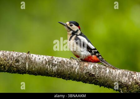 Männlicher Großspecht, Dendrocopos Major, auf einem Baumzweig. Dumfries and Galloway, Schottland, Frühjahr 2025 Stockfoto