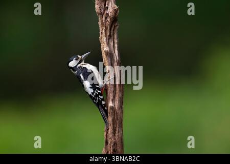 Spechte, Dendrocopos Major, klettert auf einen verfaulten Baumstumpf. Dumfries and Galloway, Schottland, Großbritannien. Frühjahr 2025 Stockfoto