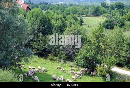 Bansko ist eine malerische Stadt im Südwesten Bulgariens, eingebettet am Fuße des Pirin-Gebirges, Eine ruhige ländliche Landschaft mit einer Schafherde, die auf einem üppig grünen Hügel weidet. Die Schafe mit ihren weißen Mänteln sind über den Hügel verstreut, einige stehen und andere liegen. Der Hügel ist mit Bäumen und Büschen gesäumt und bildet ein natürliches Baldachin über der Szene. In der Ferne liegt ein Gebäude mit rotem Dach, möglicherweise ein Haus oder eine Scheune, zwischen den Bäumen. In der Mitte des Erdbodens ist eine unbefestigte Straße oder ein Pfad sichtbar, die zum Gebäude führt. Der Hintergrund zeigt eine Mischung aus Bäumen und Feldern, Stockfoto