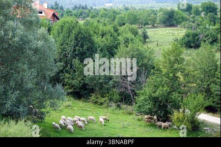 Bansko ist eine malerische Stadt im Südwesten Bulgariens, eingebettet am Fuße des Piringebirges. Eine Schar weißer Schafe mit schwarzen Gesichtern und Beinen weidet friedlich auf einem üppig grünen Hügel. Der Hügel ist von Bäumen und Büschen gesäumt, und ein Haus mit rotem Dach liegt inmitten des Grüns im Hintergrund. In der unteren rechten Ecke ist ein unbefestigter Weg oder Pfad zu sehen. Die Szene wird von einem hohen Aussichtspunkt aus aufgenommen und bietet einen Panoramablick auf die ruhige Landschaft. Das Auge und die Phantasie eines Künstlers Stockfoto