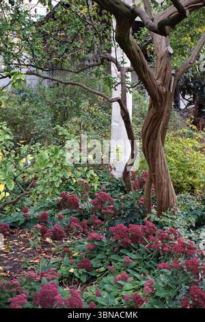 Eine ruhige Gartenszene mit einem großen, verdrehten Baum in der Mitte, seiner braunen Rinde und knorrigen Ästen, die zum Himmel reichen. Der Baum ist von einer Vielzahl von Pflanzen umgeben, darunter ein Bett mit leuchtend roten Blumen und üppig grünem Laub. Der Garten ist mit einer Mischung aus Pflanzen und Bäumen gefüllt, die eine natürliche und harmonische Umgebung schaffen. Der Boden ist mit einer Schicht gefallener Blätter bedeckt, was das natürliche Gefühl der Szene insgesamt unterstreicht. Die Farben im Bild sind überwiegend grün, braun und rot, wobei die roten Blüten einen auffälligen Kontrast bilden. Der Hintergrund umfasst eine Mischung aus Bäumen und Stockfoto