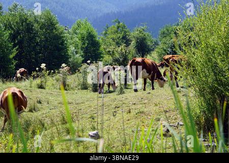 Auf einem grünen Feld weiden eine Gruppe von Kühen, darunter mindestens eine braune und weiße Kuh, friedlich. Die Kühe sind über das Feld verstreut, einige stehen und andere liegen, ihre Körper sind zum Boden hin geneigt. Das Feld ist ein üppiger Teppich aus grünem Gras, gespickt mit kleinen weißen Blumen und einigen verstreuten Felsen. Der Hintergrund ist ein malerischer Blick auf eine bewaldete Bergkette mit Bäumen unterschiedlicher Höhe und Grüntönen. Der Himmel ist klar, hellblau, und die gesamte Szene ist in natürliches Licht getaucht. Bansko ist eine malerische Bildunterschrift mit Künstleraugen und Fantasie Stockfoto