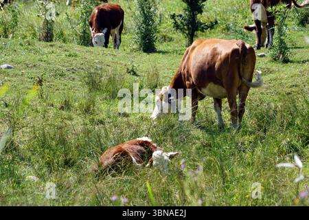Auf einem grünen Feld sind mehrere Kühe verstreut, einige weiden und andere ruhen. Das Feld ist ein üppiger Teppich aus grünem Gras mit kleinen lila Blumen. Die Kühe sind eine Mischung aus braun und weiß, einige haben braune und weiße Markierungen. Eine Kuh liegt im Vordergrund, während eine andere in der Mitte steht. Im Hintergrund sind noch einige Kühe zu sehen, darunter auch eine, die wie ein Kalb aussieht. Die Kühe befinden sich in einer natürlichen, grasbewachsenen Umgebung mit Bäumen und Büschen, die in der Ferne sichtbar sind. Bansko ist eine malerische Stadt in Sout Stockfoto