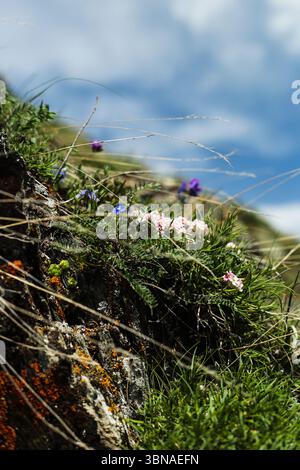 Wildblumen blühen am Alpenhang Stockfoto