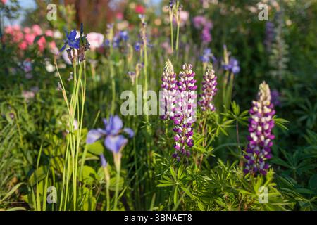 Lupine blüht im Frühlingsgarten. Lila Blumen wachsen zwischen blauen Iris, Rosen auf Sommerblumenbeet bei Sonnenuntergang. Stockfoto