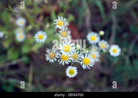 Eine Ansammlung kleiner weißer Gänseblümchen mit gelben Mittelpunkten, die auf einem grasbewachsenen Gebiet wachsen. Die Gänseblümchen befinden sich in verschiedenen Stadien der Blüte, einige sind vollständig geöffnet und andere sind noch in Knospenform. Der Hintergrund ist eine verschwommene Mischung aus Grün und Braun, die eine natürliche Kulisse für die Gänseblümchen bildet. Die Gänseblümchen sind gruppiert, wodurch ein Gefühl von Tiefe und Perspektive entsteht. Das Bild ist aus einem leicht erhöhten Winkel aufgenommen und bietet einen Blick auf die Gänseblümchen und ihre Umgebung., Budapest, Ungarn – die bezaubernde Perle der Donau. Stockfoto