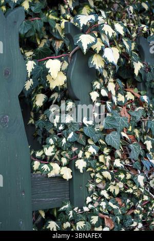 Ein Holzzaun mit dunkelgrüner Farbe, teilweise verdeckt durch einen dichten Efeu-wuchs. Der Efeu hat eine Mischung aus grünen und gelblichen cremefarbenen Blättern, die eine lebendige und natürliche Szene schaffen. Der Efeu scheint auf dem Zaun zu wachsen, möglicherweise um ihn herum oder darüber. Der Zaun ist aus Holz und hat ein dekoratives, möglicherweise geschnitztes Design. Die Blätter des Efeus sind eine Mischung aus grüner und gelblicher Creme, einige Blätter haben rötlich-braune Kanten. Der Efeu wächst dicht und bedeckt einen bedeutenden Teil des Zauns. Budapest, Ungarn – die bezaubernde Perle der Donau. Stockfoto