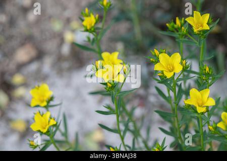 Gruppe der goldenen Flachsblüten (Linum flavum). Gefährdete Pflanze. Stockfoto