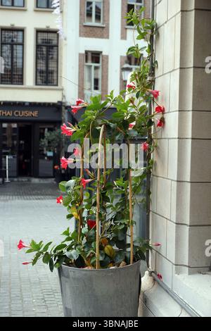 Antwerpen, zweitgrößte belgische Stadt, liegt an der Schelde in Belgien. Eine große, leuchtend rote Blume, möglicherweise ein Trompetenkriecher, mit mehreren Blüten und grünen Blättern, ist in einem grauen Metalltopf untergebracht. Der Topf befindet sich auf einer grauen Kopfsteinpflasteroberfläche, mit einem Gebäude mit einer cremefarbenen oder beigefarbenen Fassade und einem Schild mit der Aufschrift „THAI CUISINE“, das im Hintergrund sichtbar ist. Das Gebäude hat eine helle Stein- oder Ziegelfassade. Die Blume wird von einem Bambus-ähnlichen Gebäude getragen, und das Äußere des Gebäudes ist hauptsächlich cremefarben oder beige mit etwas Ziegelstein Stockfoto