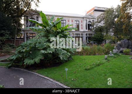 Antwerpen, zweitgrößte belgische Stadt, liegt an der Schelde in Belgien. Eine ruhige Gartenszene mit einem großen Bananenbaum mit leuchtend grünen Blättern und einem kräftigen braunen Stamm. Der Baum befindet sich auf der linken Seite des Bildes, wobei ein asphaltierter Pfad zu ihm führt. Im Hintergrund ist ein zweistöckiges Gebäude mit einer hellbeigen oder cremefarbenen Fassade und einem dunklen Dach zu sehen. Das Gebäude hat mehrere Fenster und ein dekoratives Element auf dem Dach. Der Garten ist üppig mit einer Vielzahl von Pflanzen, einschließlich eines großen Bananenbaums, und verfügt über einen kleinen Teich oder Wasserspiel mit Felsen. Drei Steinstatuen sind es Stockfoto