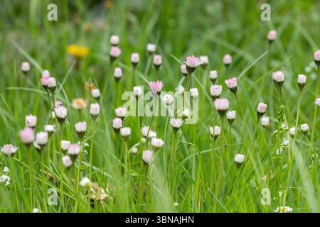 Geschlossene Blüten von Gänseblümchen auf einem unbegemähten Rasen (Bellis perennis). Stockfoto
