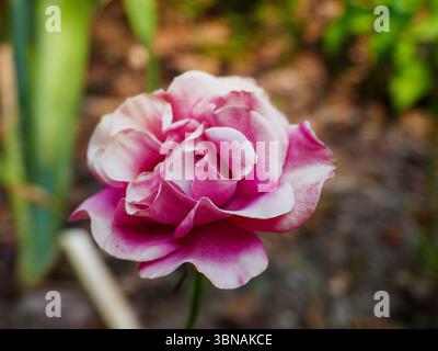 Nahaufnahme einer Rose in einem italienischen Garten Stockfoto
