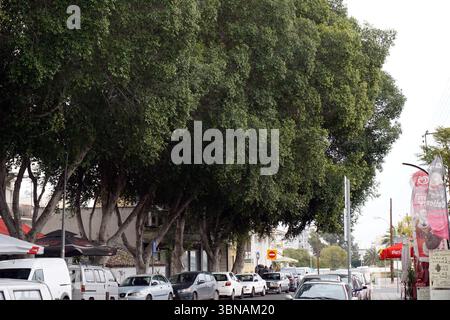 Nikosia (Lefkosia), Zypern, die letzte geteilte Hauptstadt der Welt, Eine Straße, die von hohen, üppig grünen Bäumen gesäumt ist und ein Baldachin über der Straße bildet. Die Straße ist relativ ruhig, an der Seite parkten ein paar Autos und ein paar Leute laufen auf dem Gehweg. Auf der rechten Straßenseite ist ein rot-weißes Schild zu sehen. Auf der linken Seite parken eine Reihe weißer Lieferwagen und ein weißes Auto unter einer rot-weiß gestreiften Markise. Auf der rechten Straßenseite ist ein rot-weißes Schild zu sehen. Die Straße scheint sich in einem Wohn- oder Geschäftsviertel zu befinden, wobei Gebäude im sichtbar sind Stockfoto