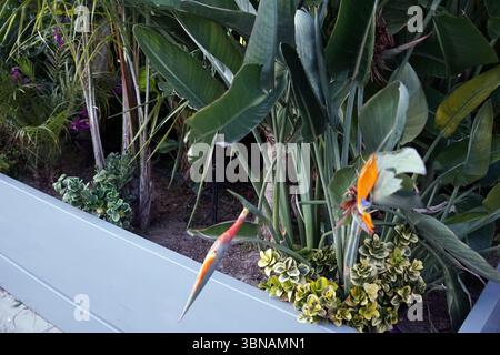 Nikosia (Lefkosia), Zypern, die letzte geteilte Hauptstadt der Welt, Eine ruhige Gartenszene mit einer Vielzahl von Pflanzen und Blumen. Ein lebendiger Paradiesvogel mit einem auffälligen orange, gelben und blauen Schwanz thront auf einer Pflanze mit großen, dunkelgrünen Blättern. Der Paradiesvogel ist umgeben von üppigem Grün, einschließlich einer Vielzahl von Pflanzen mit großen, dunkelgrünen Blättern und ein paar kleinen blühenden Pflanzen. Ein grauer Pflanzkasten befindet sich im Vordergrund, und ein kleiner Abschnitt eines befestigten Weges ist in der linken unteren Ecke sichtbar. Der Garten ist gepflegt, mit einer Vielzahl von Pflanzen und Blumen, Stockfoto