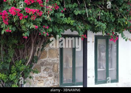Nikosia (Lefkosia), Zypern, die letzte geteilte Hauptstadt der Welt, Ein malerisches weißes Gebäude mit einer Steinmauer und zwei grün gerahmten Fenstern. Die Fenster sind mit weißen Vorhängen verziert, und zwischen ihnen ist ein dunkler, möglicherweise schwarzer Pfosten oder Balken zu sehen. Das Gebäude ist teilweise von einer üppig grünen Bougainvillea-Rebe bedeckt, deren Äste rosa Blüten aufweisen. Die Bougainvillea wächst über der Seite des Gebäudes und schafft eine natürliche und charmante Szene. Das Auge und die Phantasie eines Künstlers Stockfoto