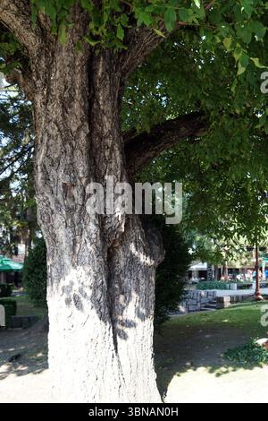 Bansko ist eine malerische Stadt im Südwesten Bulgariens, eingebettet am Fuße des Piringebirges. Ein großer Baum mit einer dicken, rauen Rinde in einer parkähnlichen Umgebung. Der Stamm des Baumes ist in zwei getrennte Abschnitte unterteilt, und seine Äste erstrecken sich nach außen, wodurch ein Baldachin aus grünen Blättern entsteht. Der Baum wirft einen Schatten auf den Boden, der auf eine Lichtquelle von oben hinweist. Der Hintergrund zeigt eine grasbewachsene Fläche, eine Steinmauer und einen gepflasterten Gang, mit einem Blick auf eine Struktur und einige Leute in der Ferne. Der Stamm des Baumes ist hellgrau oder beige. Das Auge und die Phantasie eines Künstlers Stockfoto