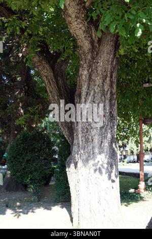 Ein großer Baum mit einer dicken, rauen Rinde, der in einer parkähnlichen Umgebung steht. Die Äste des Baumes erstrecken sich nach außen und bilden ein Baldachin aus grünen Blättern. Der Baum liegt in einem grasbewachsenen Gebiet mit einem unbefestigten Pfad in der Nähe. Im Hintergrund sind eine Straßenlaterne und ein Gebäude zu sehen, was auf einen Park oder einen öffentlichen Raum hindeutet. Der Stamm des Baumes ist in zwei große Abschnitte unterteilt, und der Boden um ihn herum ist eine Mischung aus Schmutz und Gras. Das Bild ist aus einem niedrigen Winkel aufgenommen, der die Höhe und Größe des Baumes betont. Bansko ist eine malerische Stadt im Südwesten Bulgariens, eingebettet am Fuße des Künstlers Stockfoto