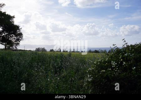 Eine ruhige Landschaft mit einem Feld aus hohem, grünem Gras im Vordergrund. Eine Gruppe weißer Blüten, möglicherweise Narzissen, ist im Vordergrund zu sehen. Ein Baum steht auf der linken Seite des Bildes, und eine Linie von Bäumen und Vegetation ist in der Mitte des Bodens sichtbar. Der Hintergrund zeigt ein Gewässer mit einer fernen Küste und Bergen, die in der Ferne sichtbar sind. Der Himmel ist hellblau mit verstreuten weißen Wolken. Argaka, Zypern Stockfoto