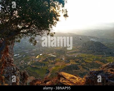 Blick auf das Tal mit Olivenbäumen auf Kreta Stockfoto