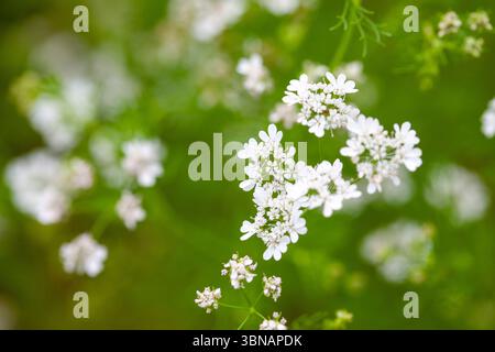 Kleine weiße Blüten in südfrankreich Stockfoto