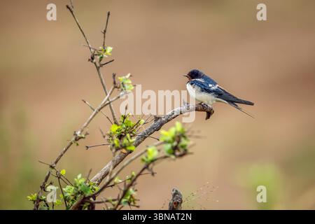 Scheunenschwalbe auf einem Zweigstrauch im Greater Kruger National Park, Südafrika; Specie Hirondelle rustique Familie von Hirundo rustica Stockfoto