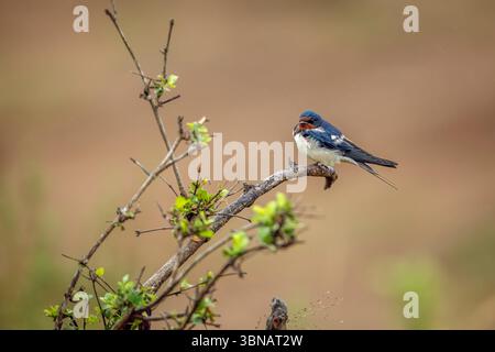 Scheunenschwalbe auf einem Zweigstrauch im Greater Kruger National Park, Südafrika; Specie Hirondelle rustique Familie von Hirundo rustica Stockfoto