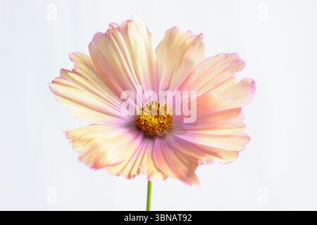 COSMOS bipinnatus Apricotta Blüte isoliert für Ausschnitt auf weißem Hintergrund. UK Stockfoto