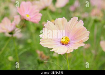 COSMOS bipinnatus Apricotta. COSMOS Apricotta mit charakteristischen pfirsichfarbenen Blüten in einem Garten im Juni. UK Stockfoto
