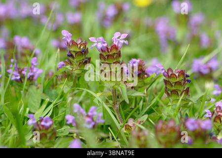 Prunella vulgaris. Selbstheilung blüht auf einem Gartenrasen im Juni.UK Stockfoto