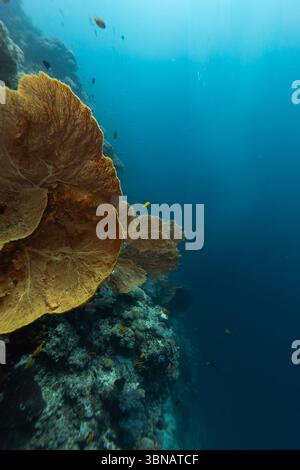 Taucher schwimmen an einer Korallenriffwand vorbei an einem riesigen gelben Gorgonien-Meeresfächer Stockfoto