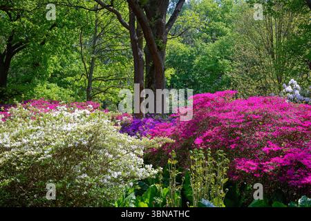 Die Isabella Plantation im Richmond Park mit farbenfrohen Rhododendrons und Azaleen in voller Blüte an einem frühen Sommertag West London England Großbritannien Stockfoto