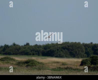 Eine Marsh Harrier (Circus aeruginosus), die über Minsmere in Suffolk, Großbritannien, schwebt Stockfoto