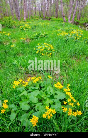 Marsh Merri Golds (Caltha palustris) in Blüte in Waldfeuchtgebieten, Frühling, E USA, von Dominique Braud/Dembinsky Photo Assoc Stockfoto
