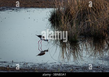 Eine schwarzgeflügelte Stelze ernährt sich zart inmitten der üppigen Vegetation eines Sumpflandes, dessen elegante Form sich im ruhigen Wasser spiegelt und die Ruhe veranschaulicht Stockfoto
