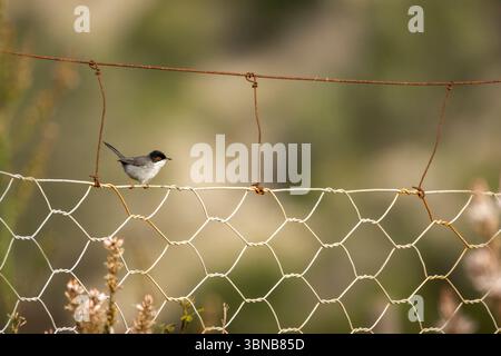 Sardischer Warbler, Curruca melanocephala, auf einem Drahtzaun. Serra de tramuntana, Illes Balears, Spanien Stockfoto