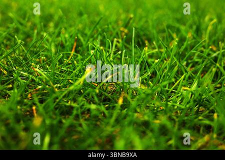 Getrimmtes Gras auf dem Rasen Nahaufnahme Makrofarbe saftig grün Stockfoto