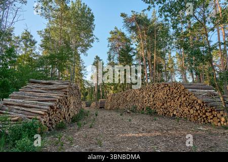 Frisch geschnittene Holzscheite, die ordentlich auf einem Waldweg unter klarem Himmel gestapelt sind. Stockfoto