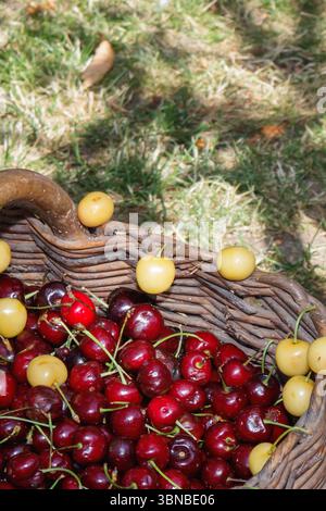 Ein Korbkorb voller reifer roter und gelber Kirschen liegt auf grünem Gras. Das Sonnenlicht lässt die Szene aufpeppen und hebt die lebendigen Farben des hervor Stockfoto