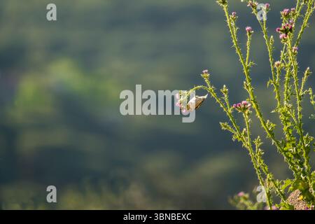 Goldfinch (Carduelis carduelis) ernährt sich kopfüber von Samen einer blühenden Distel im Naturpark Sierra de Andújar, Spanien. April 2025 Stockfoto