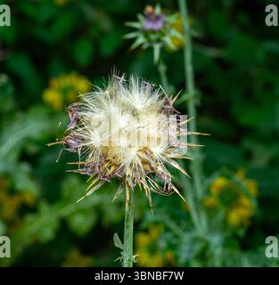 MilkThistle (Sylibum Marianum) Samen Stockfoto