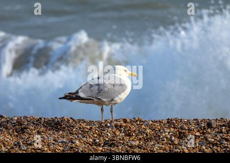 Hering Gull am Kiesstrand Stockfoto