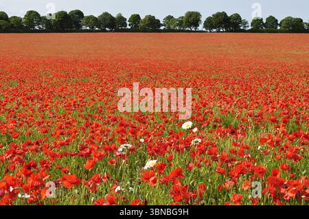 Ein Mohnfeld in der Nähe von Anmer Norfolk England Stockfoto
